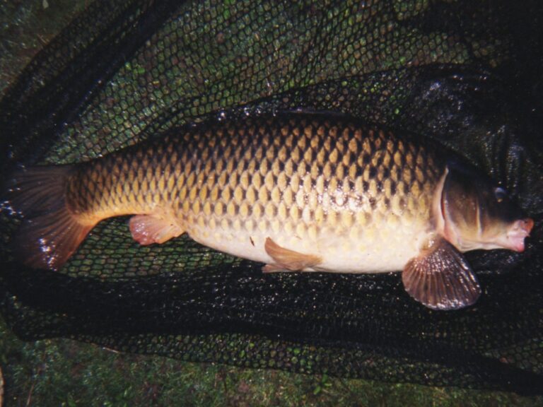 Schubkarper 10 kg en 80 cm